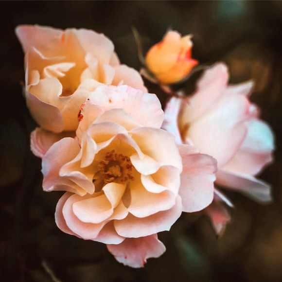 Meet your Posher, Michelle - Picture 6 of 6